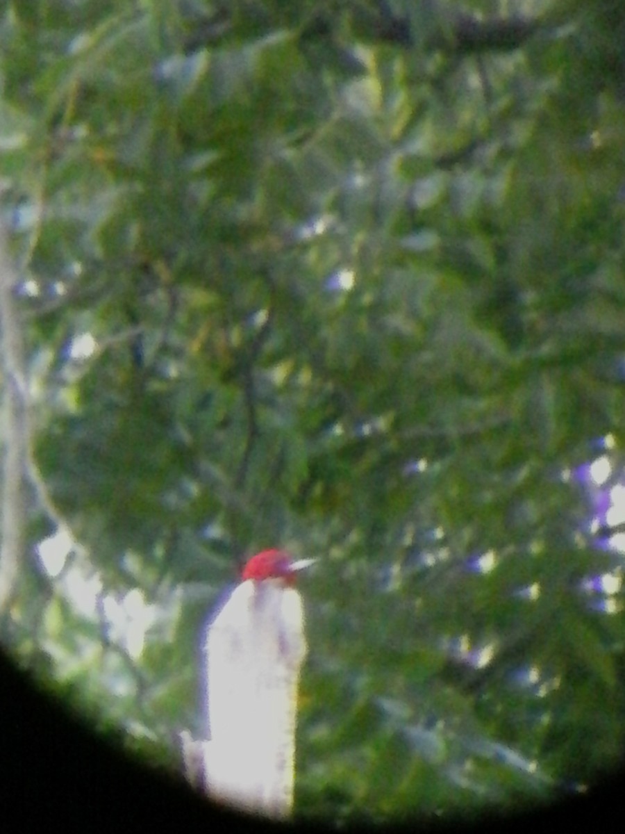 Red-headed Woodpecker - ML67769751