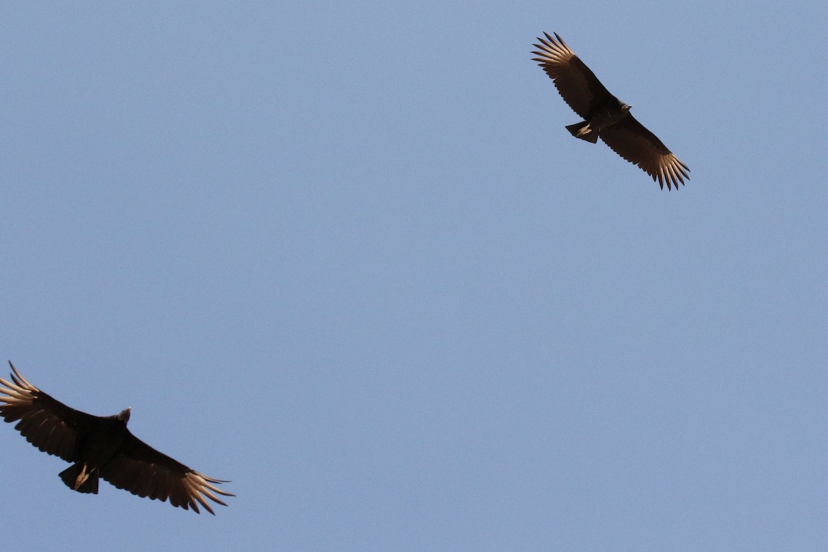 Black Vulture - ML67770151