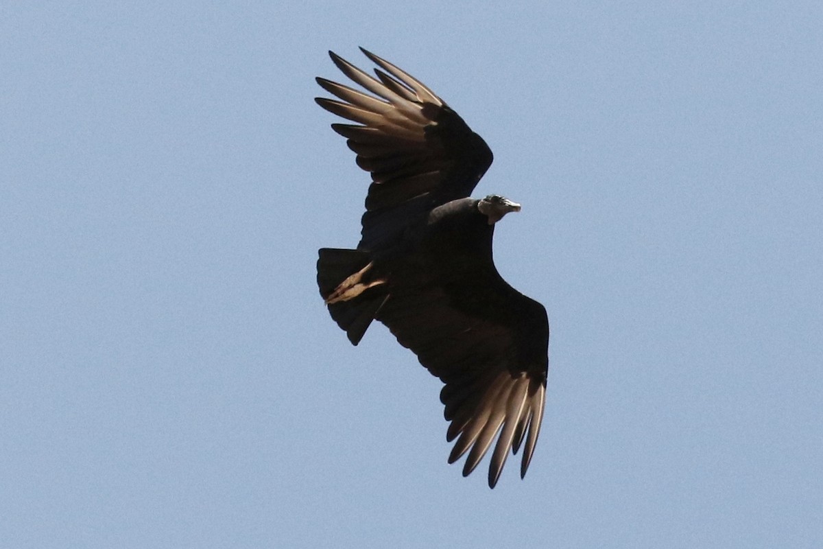 Black Vulture - ML67770181