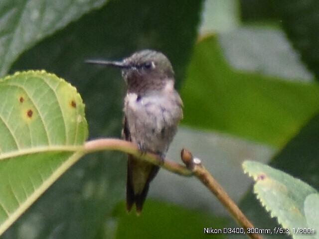 Colibri à gorge rubis - ML67770531