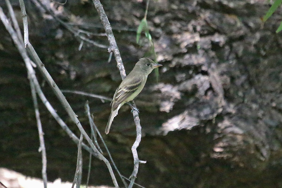 Willow Flycatcher - Richard Fray