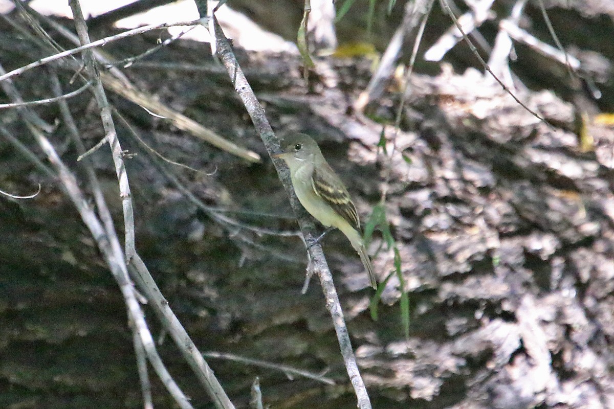 Willow Flycatcher - Richard Fray