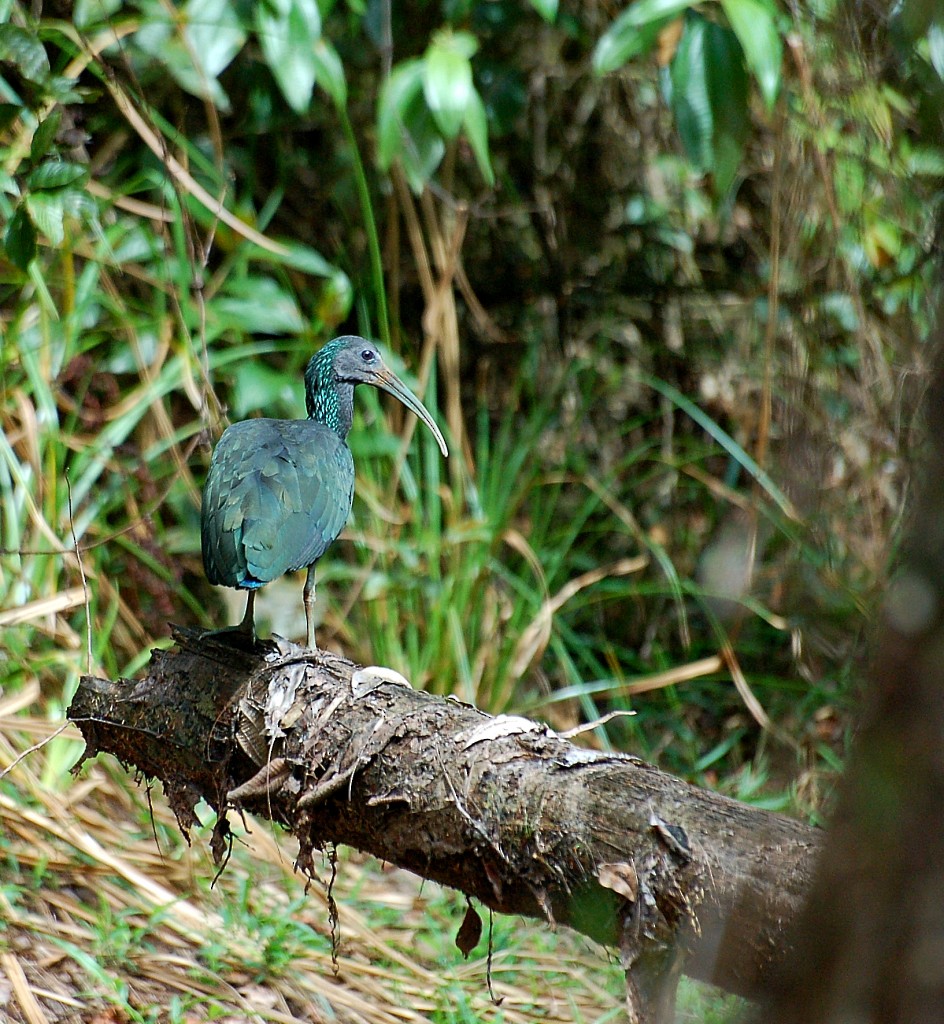 Green Ibis - Jaime Thomas