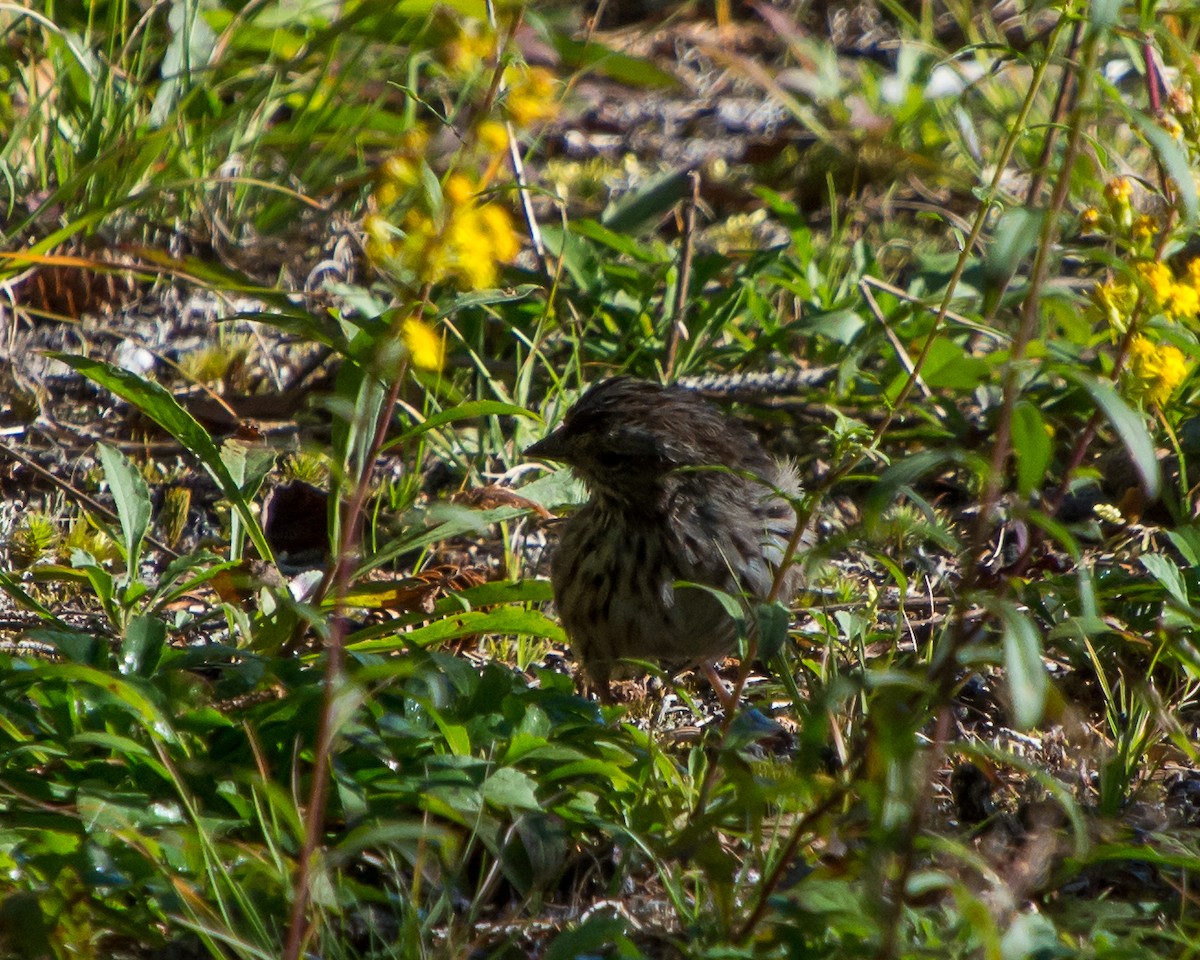 Song Sparrow - Rich Kelley