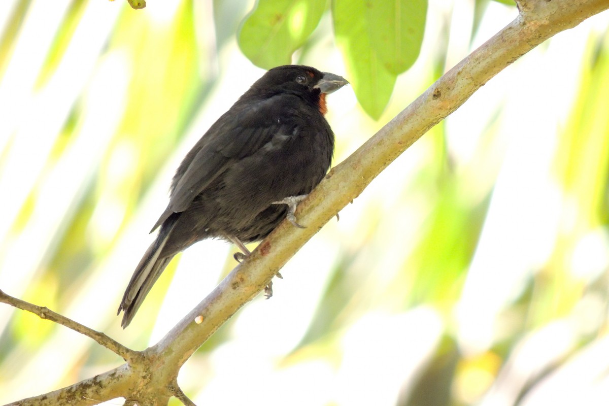 Lesser Antillean Bullfinch - Pat Hare