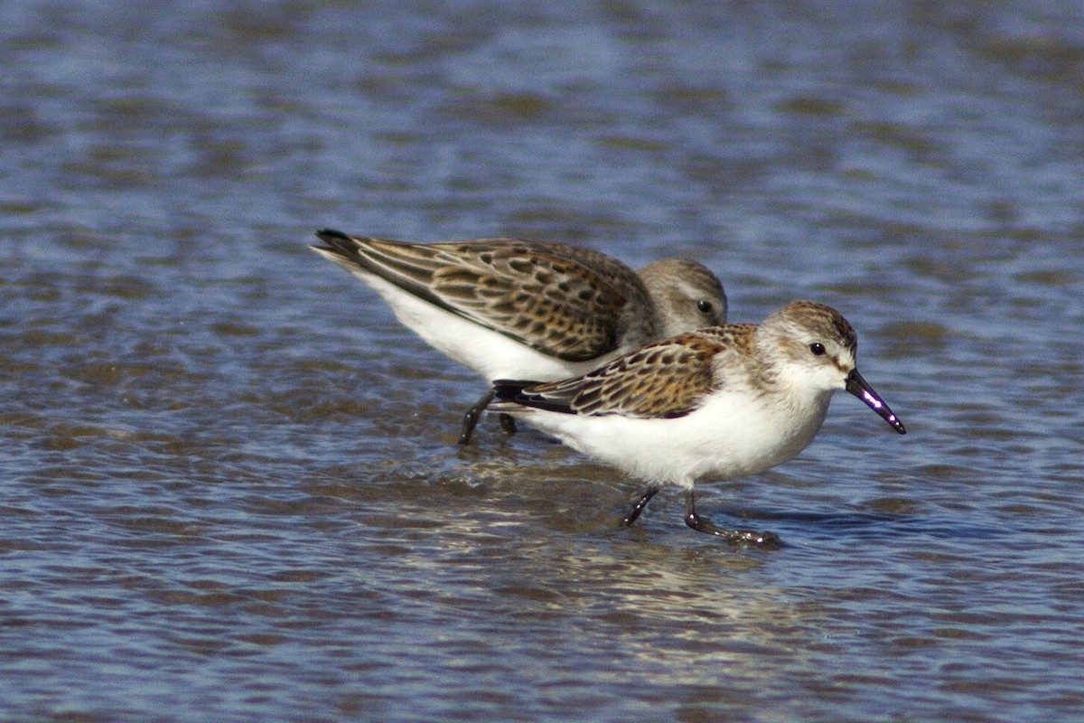 Western Sandpiper - ML67776991