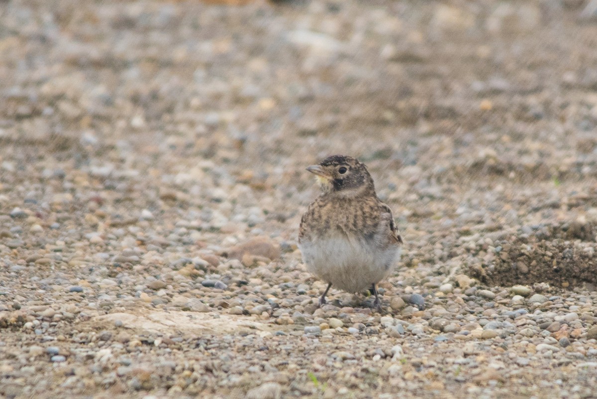 Horned Lark - Tyler Ficker