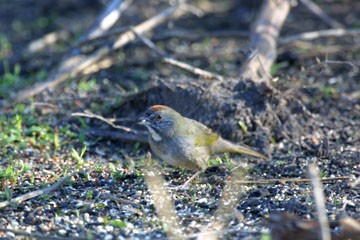 Green-tailed Towhee - CBC Historic Data