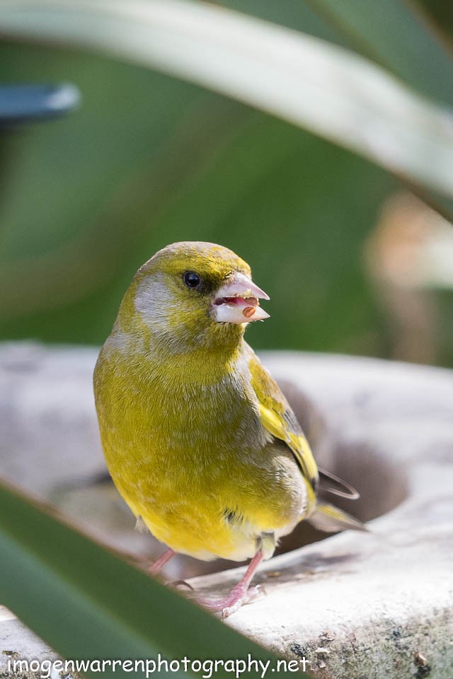 European Greenfinch - ML67780721