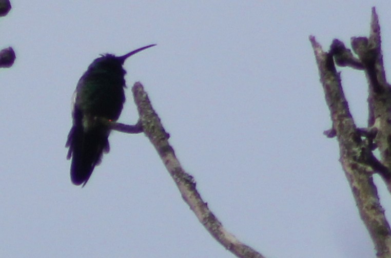 kolibřík mexický - ML67780831