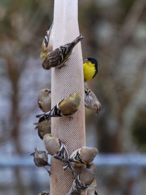 Lesser Goldfinch - ML67780971