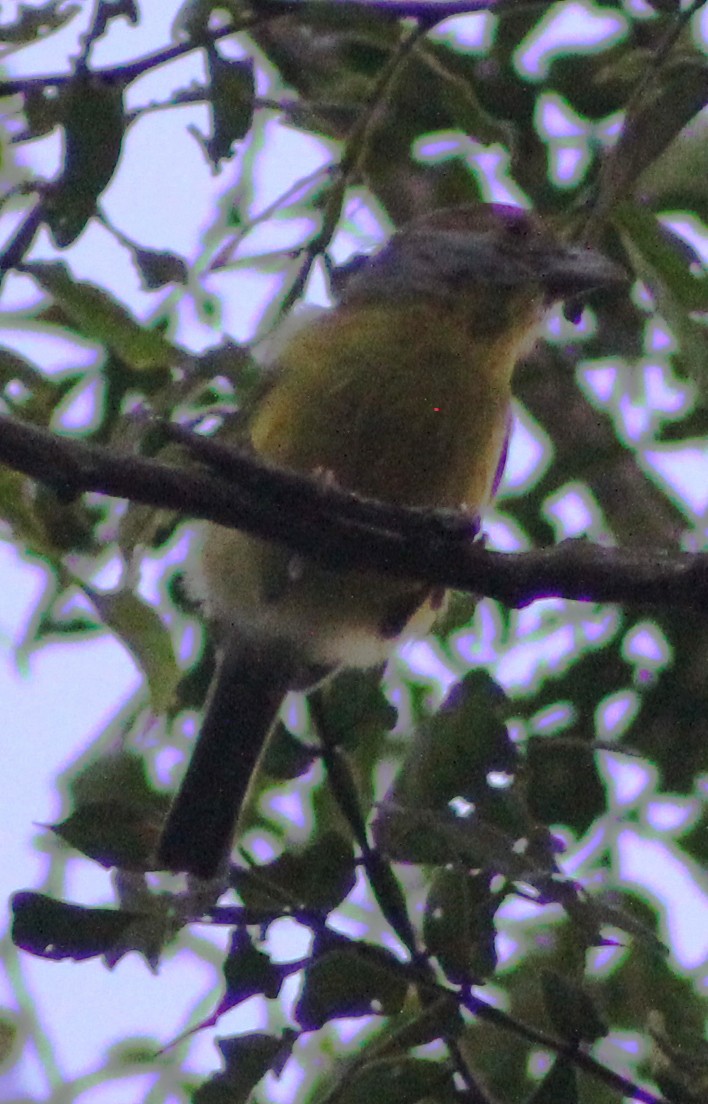 Rufous-browed Peppershrike - ML67781031