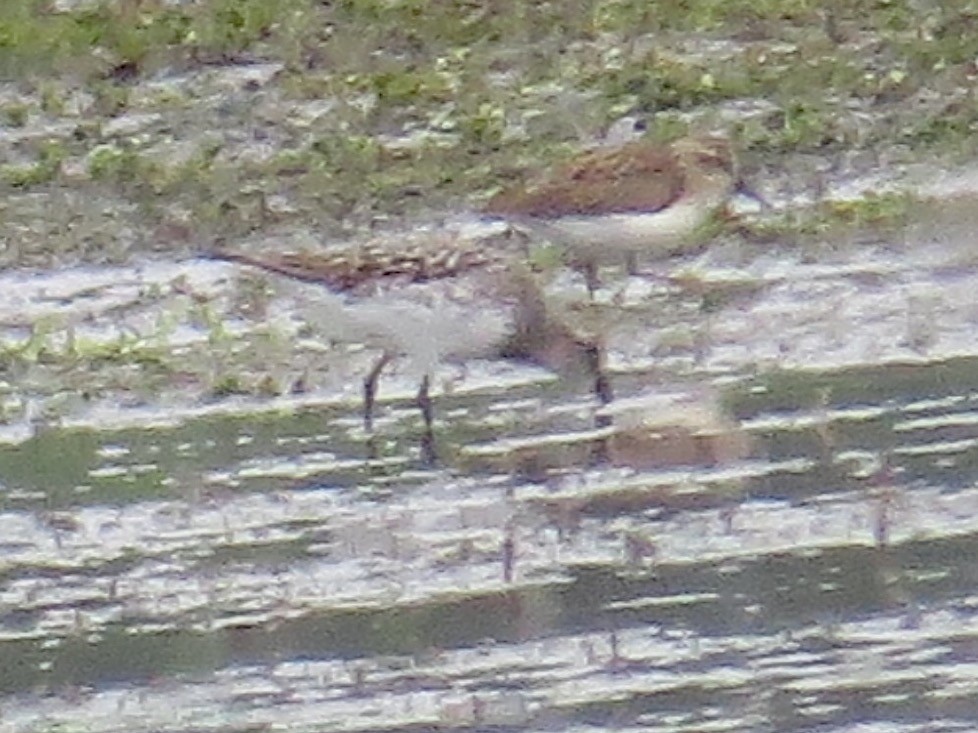 Baird's Sandpiper - ML67782361