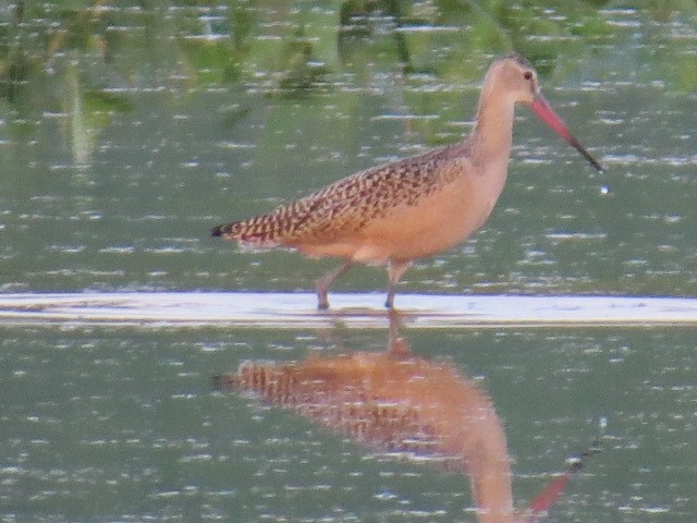 Marbled Godwit - Edward Allen