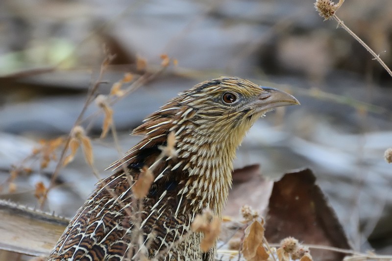 kukačka bažantí [skupina phasianinus] - ML67784771