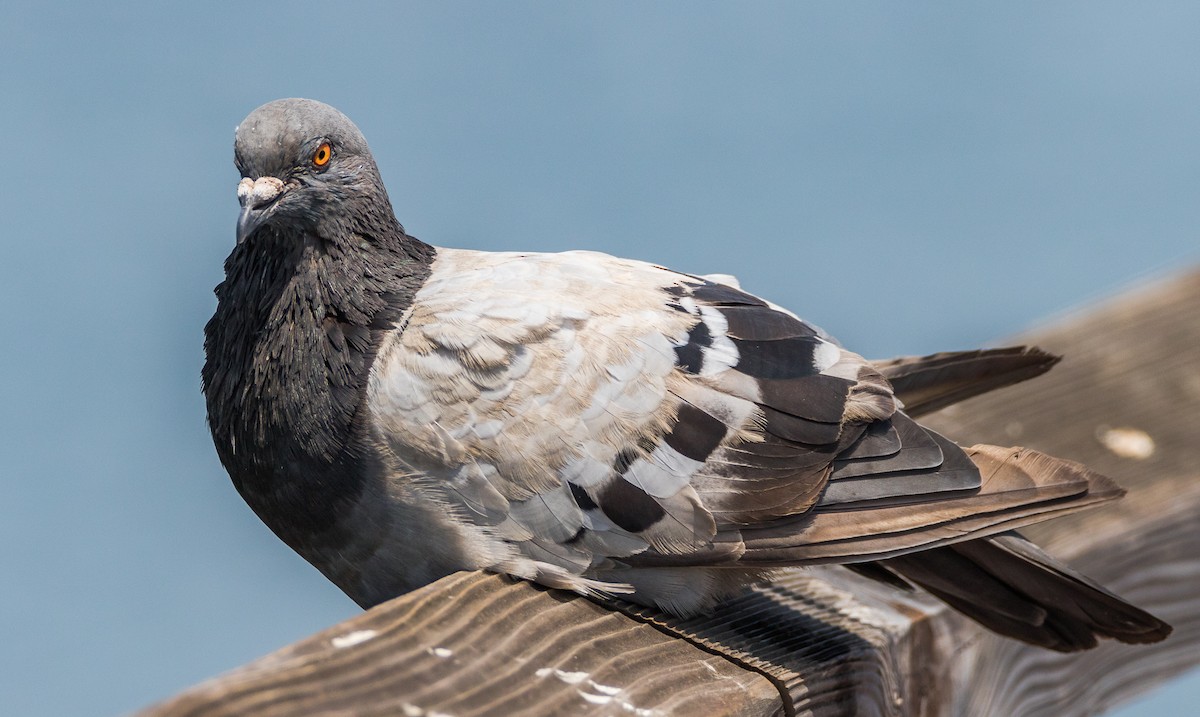 Rock Pigeon (Feral Pigeon) - Chezy Yusuf