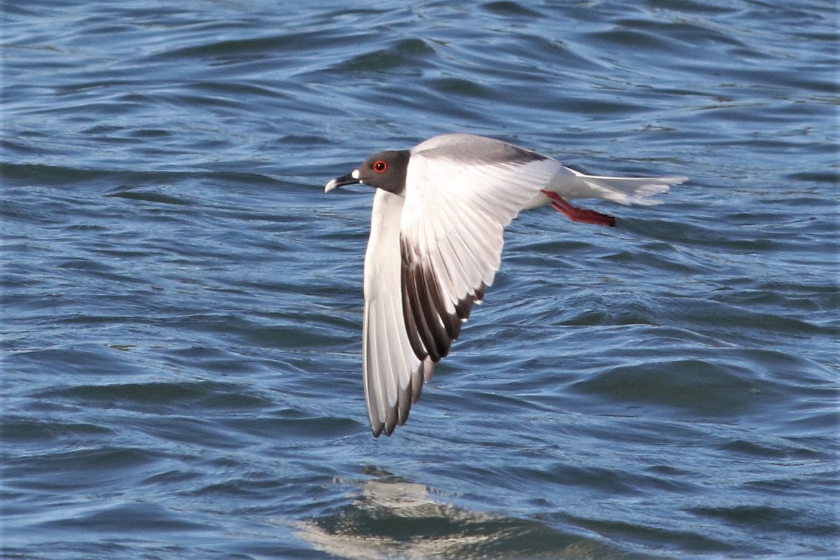 Swallow-tailed Gull - Joshua  Glant