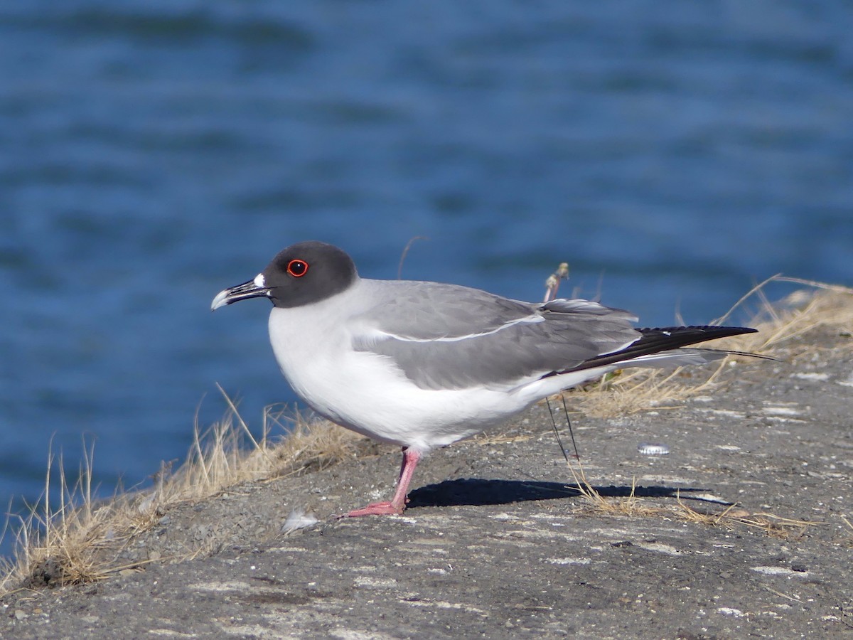 Swallow-tailed Gull - Shelley Rutkin