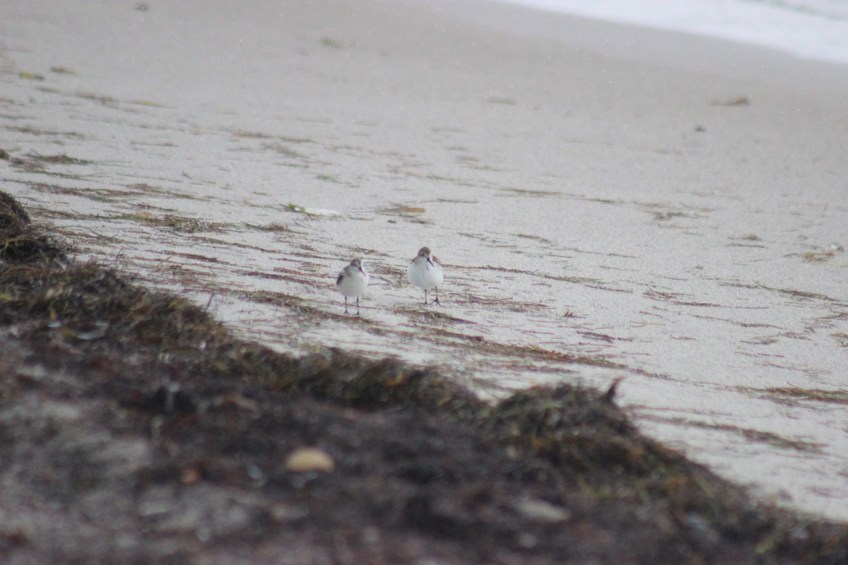 Western Sandpiper - ML67789361