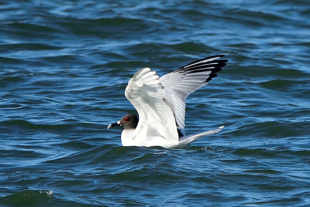 Swallow-tailed Gull - ML67791061