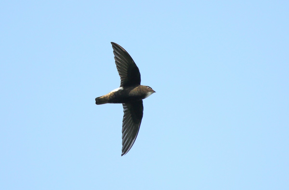 Little Swift - Albin Jacob