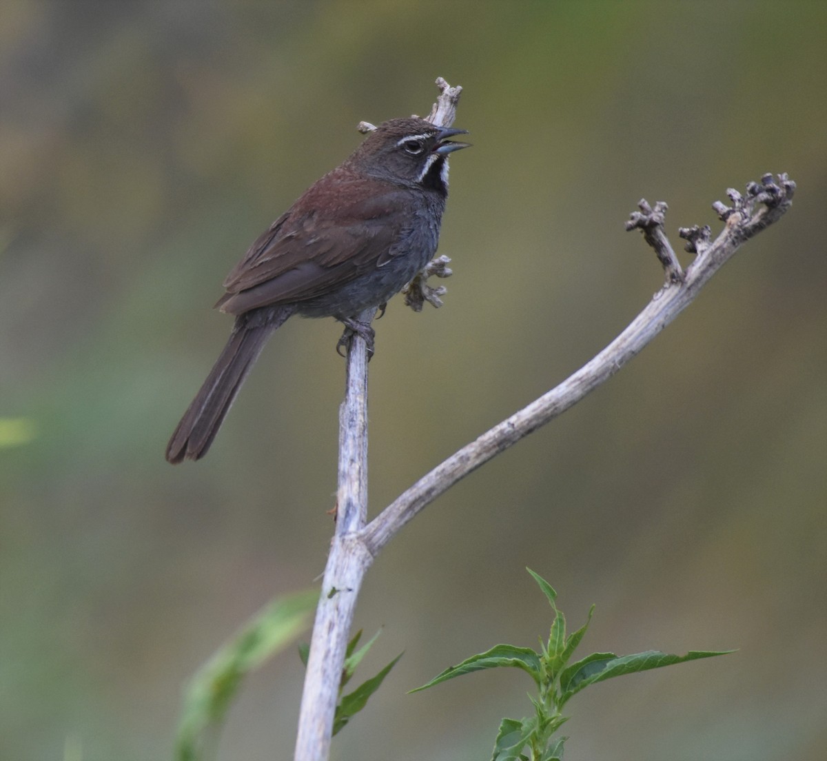Five-striped Sparrow - Chris Rohrer