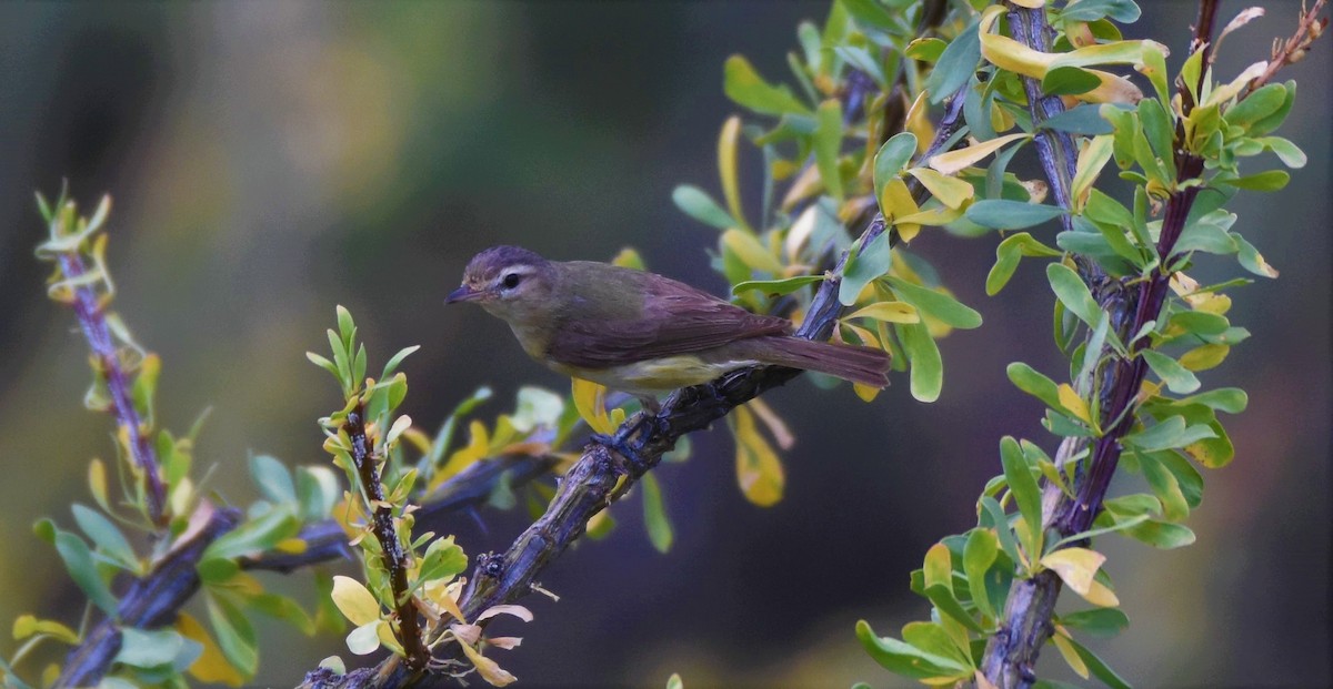 Warbling Vireo - Chris Rohrer