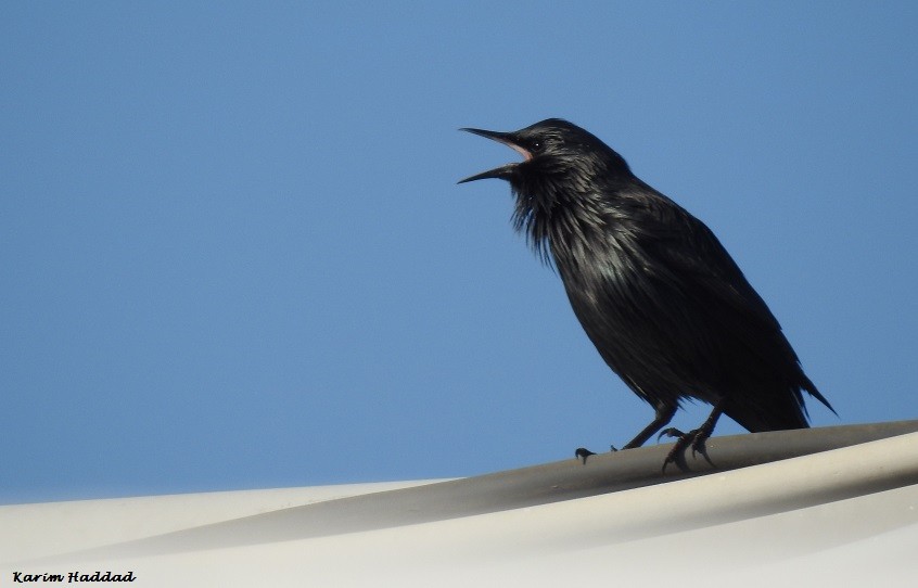 Spotless Starling - Karim Haddad