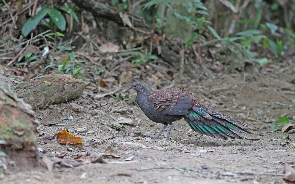 Mountain Peacock-Pheasant - ML67794321