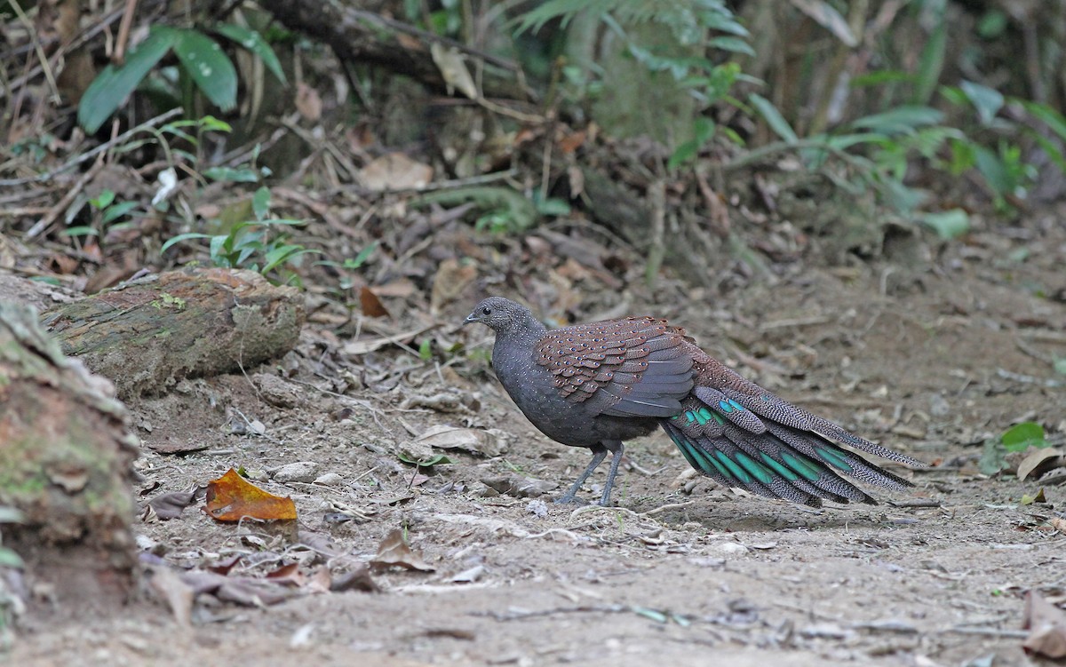 Mountain Peacock-Pheasant - Christoph Moning