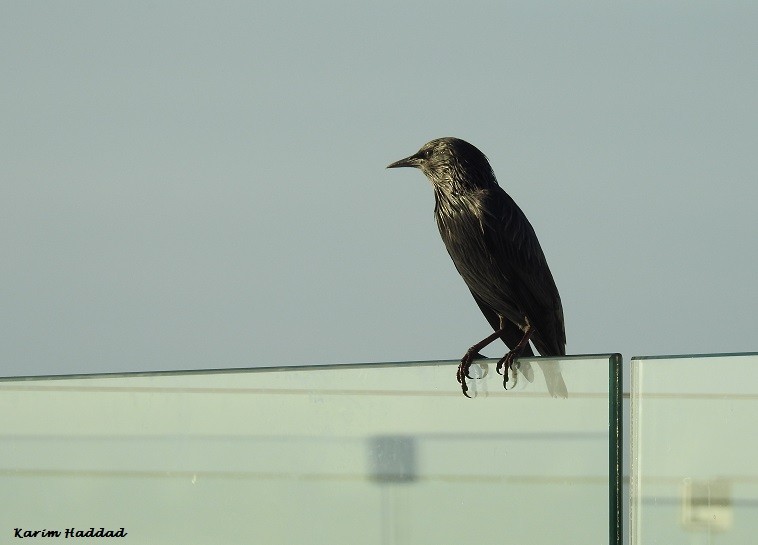 Spotless Starling - ML67794631