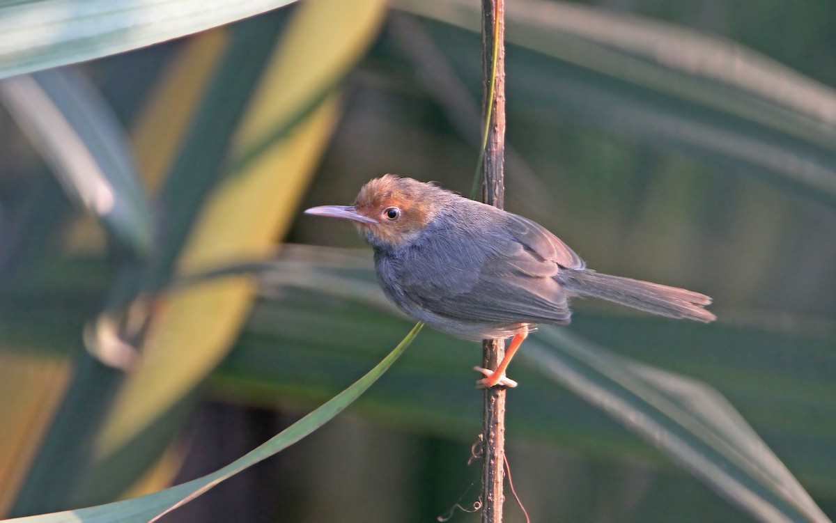 Ashy Tailorbird - Christoph Moning