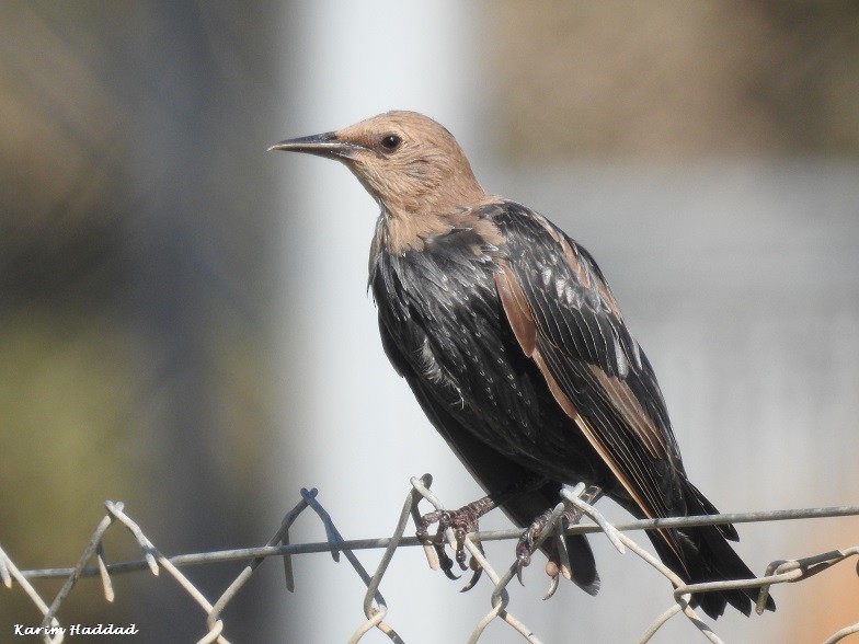 Spotless Starling - ML67795171