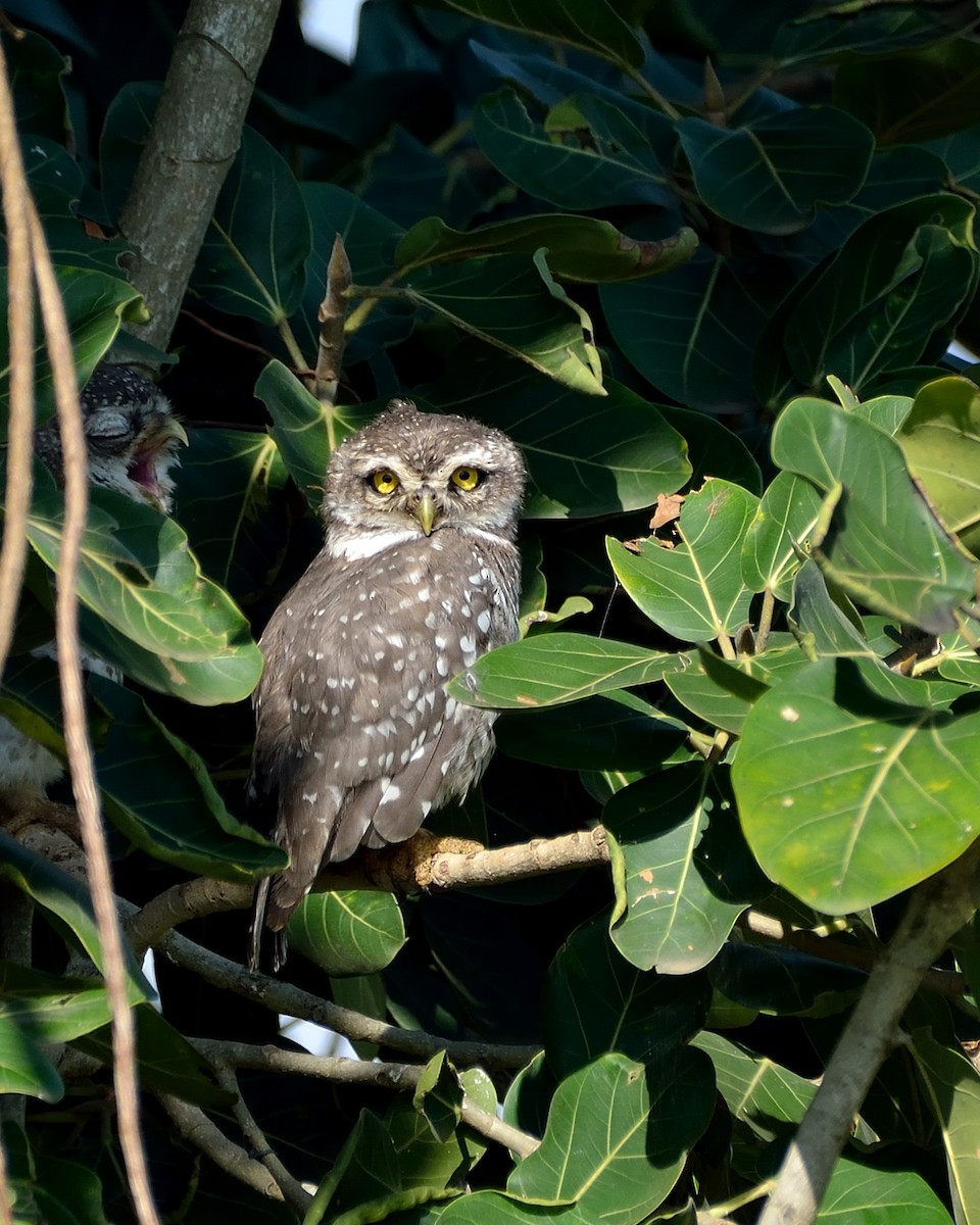Spotted Owlet - ML67795791