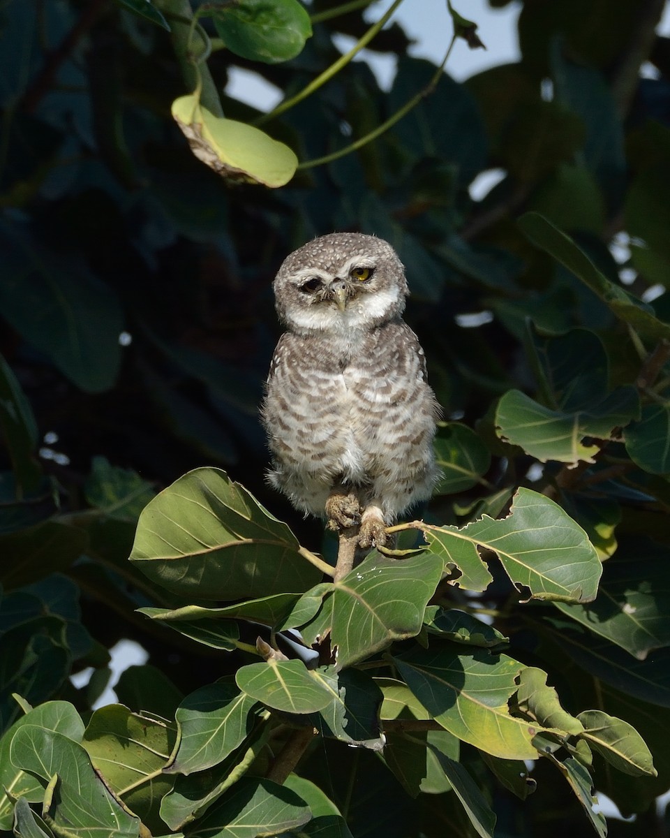 Spotted Owlet - ML67795801