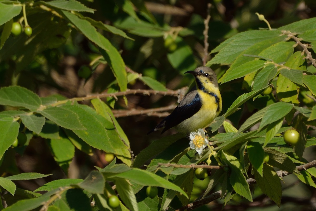 Purple Sunbird - ML67795881