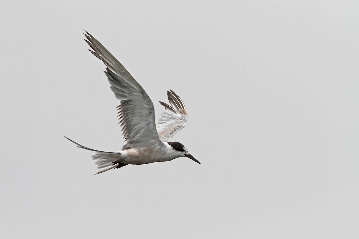 White-cheeked Tern - ML67795961