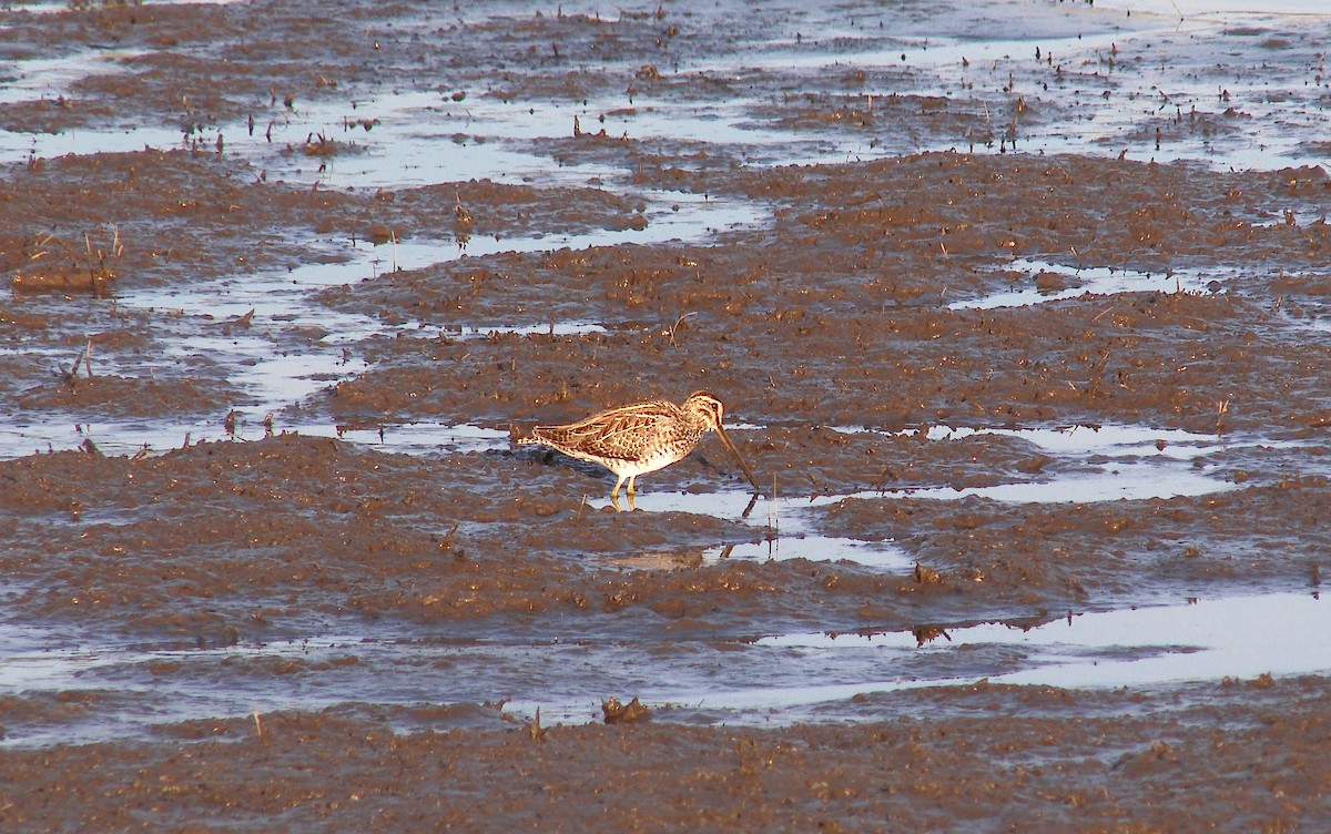 Шөвгөн хараалж - ML67796281