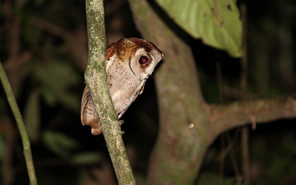 Oriental Bay-Owl - ML67799771