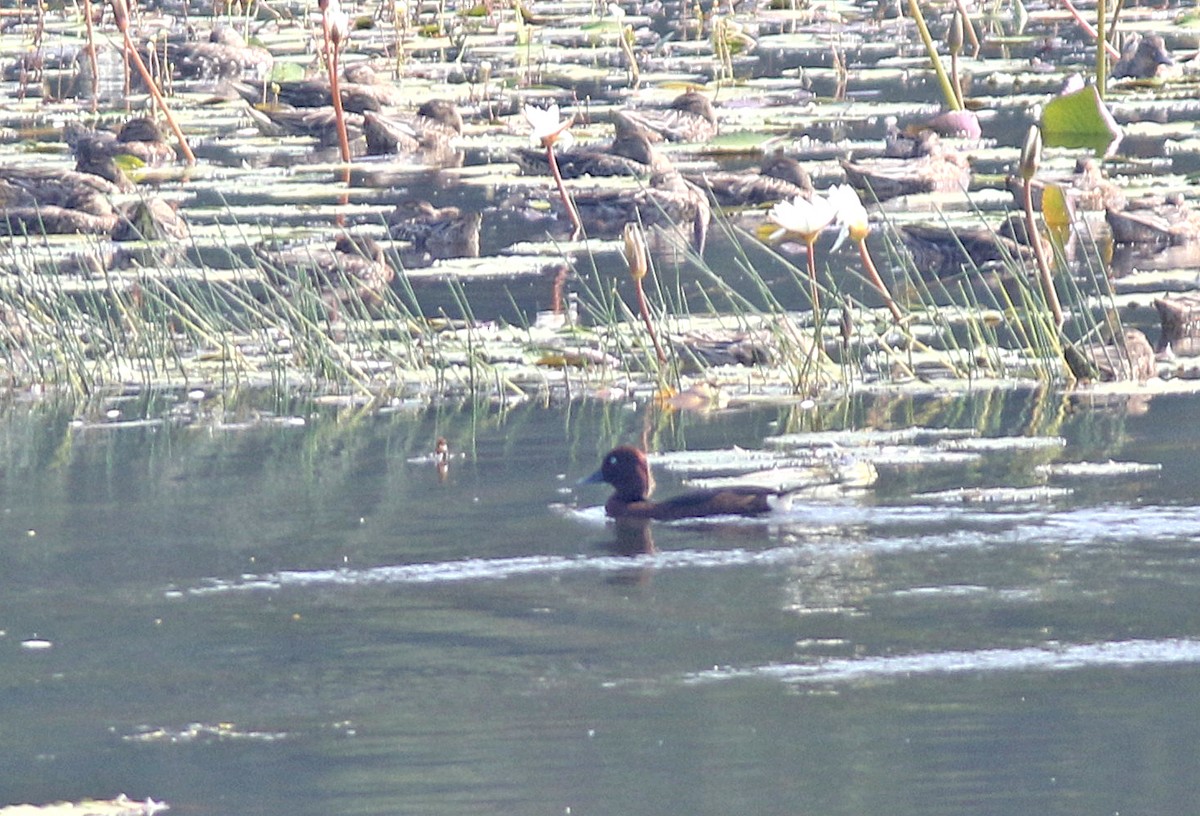 Ferruginous Duck - Andy Warr