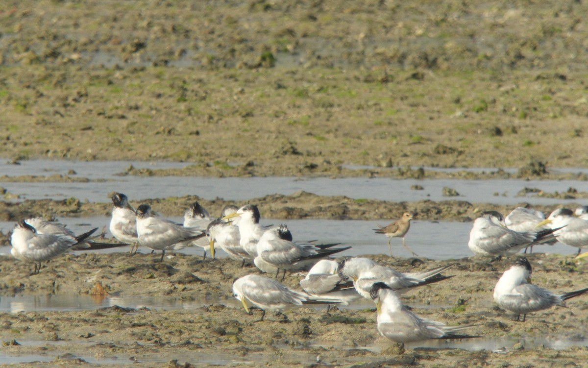 Oriental Plover - ML67800841