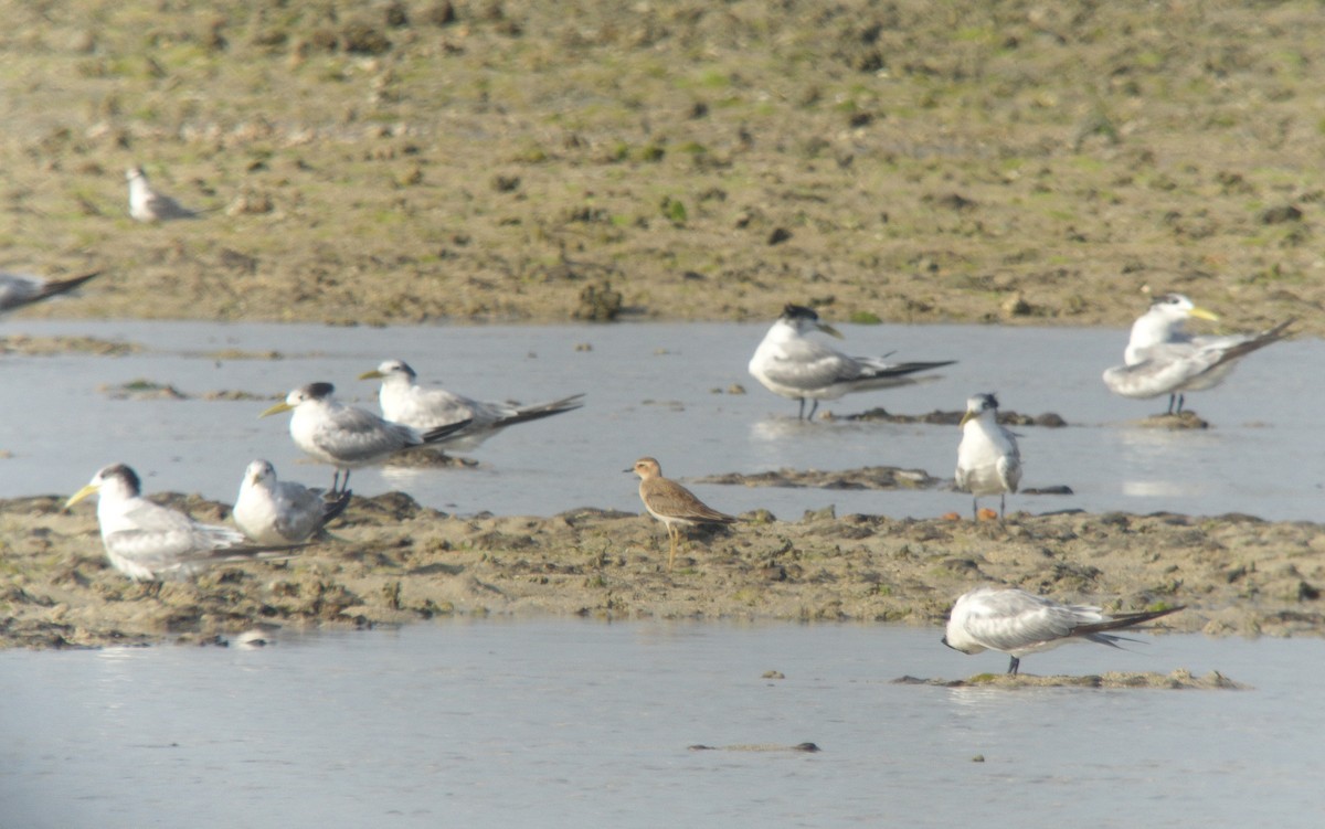 Oriental Plover - ML67801031