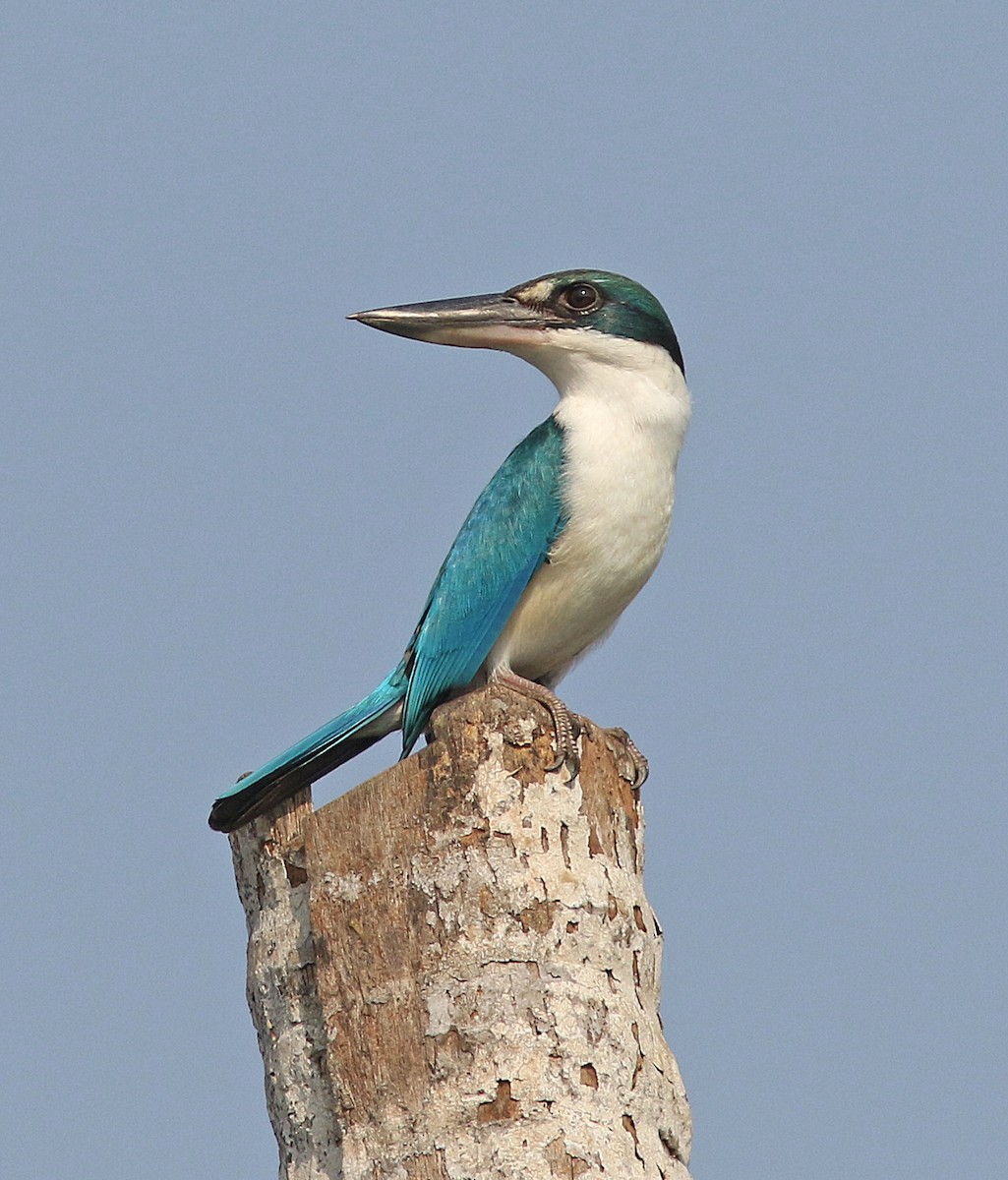 Collared Kingfisher - ML67801441