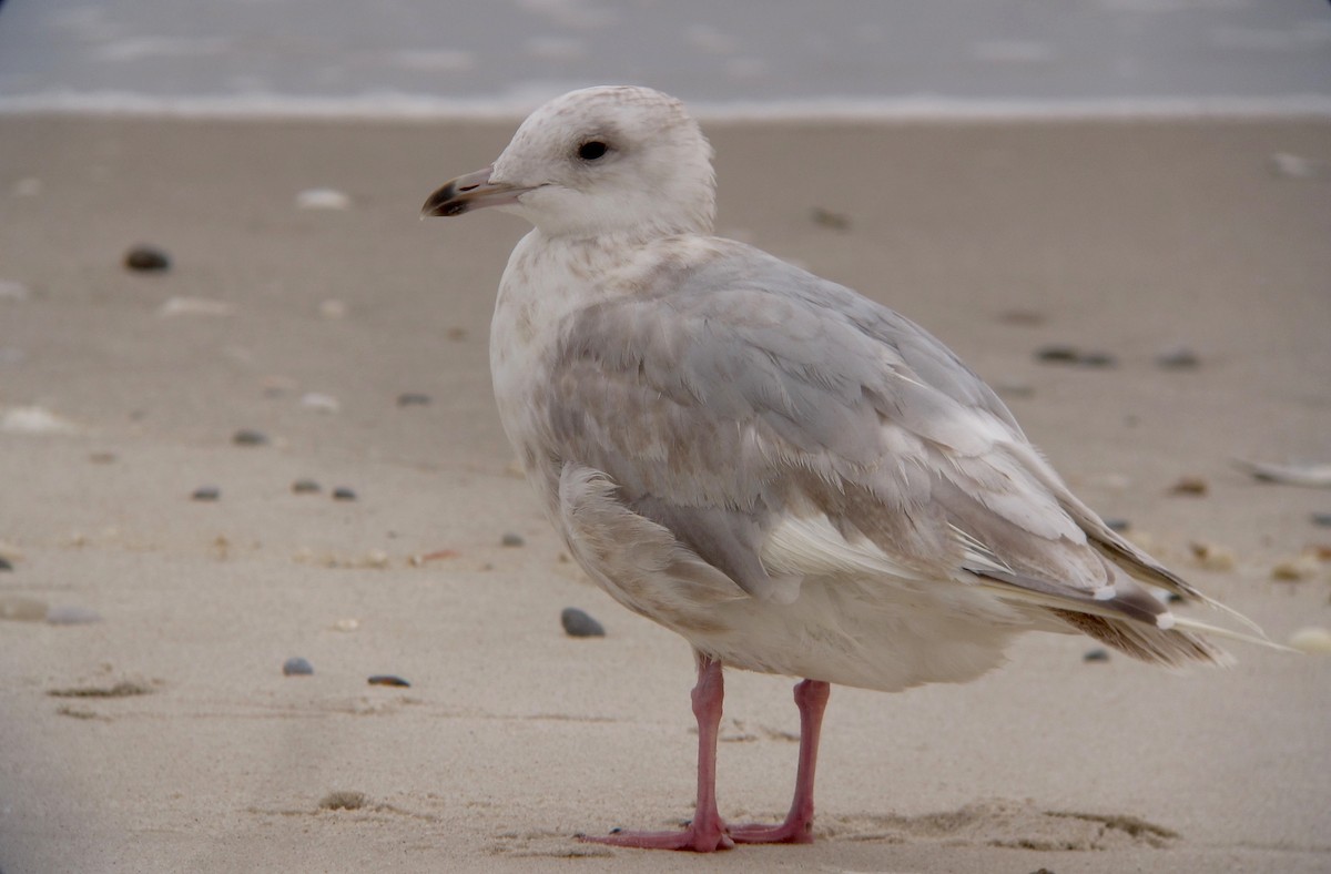 Iceland Gull - ML67801821