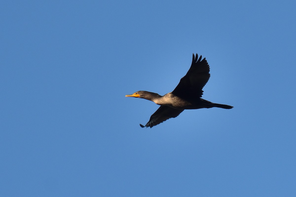 Double-crested Cormorant - Yves Darveau