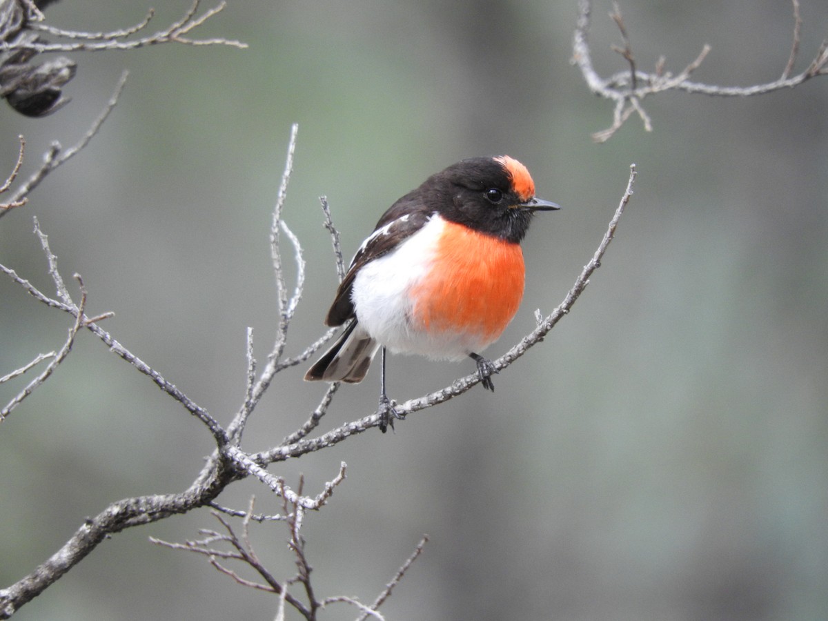 Red-capped Robin - ML67802141