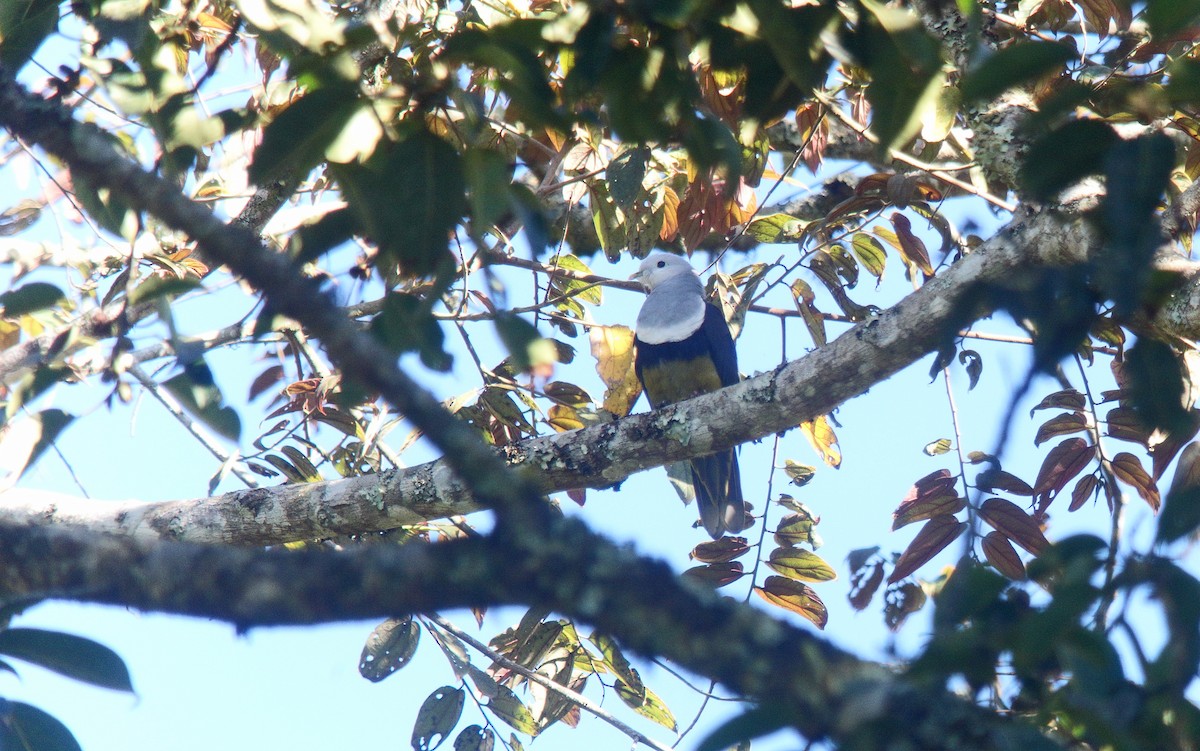 Black-backed Fruit-Dove - ML67802391