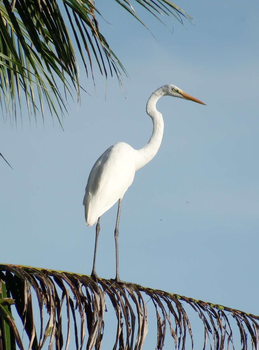 Great Egret - ML67802551