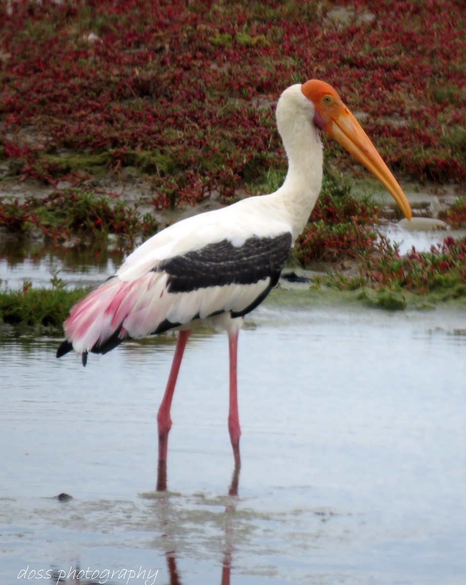 Painted Stork - ML67806091