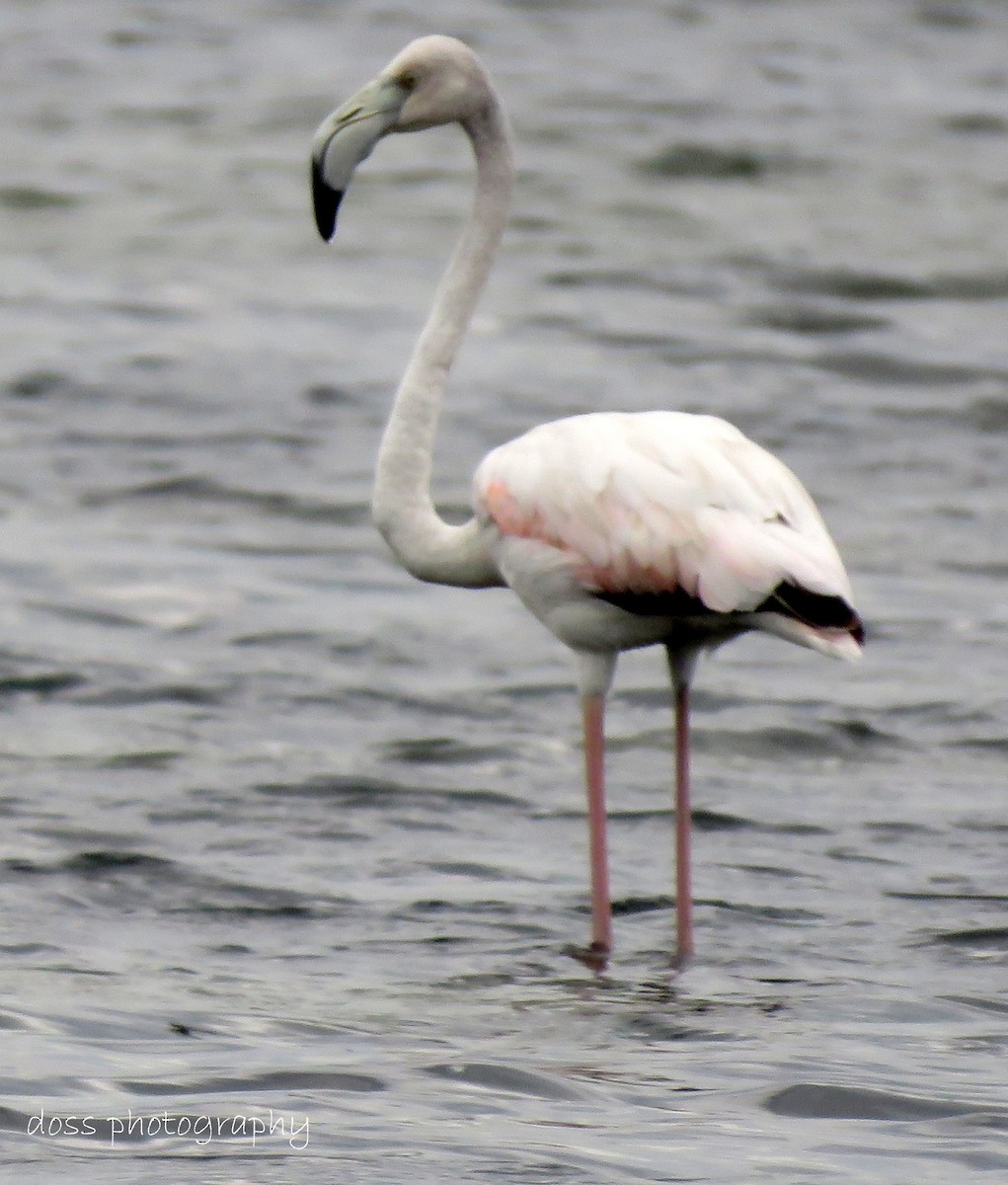 Greater Flamingo - ML67806151
